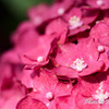 三室戸寺　紫陽花４