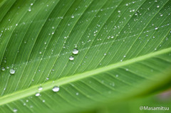 雨あがり３