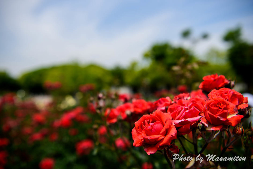 Red Rose３