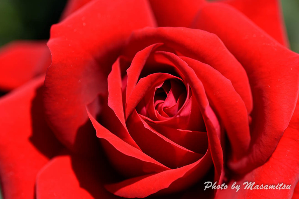 Red Rose