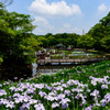 山田池公園菖蒲園７