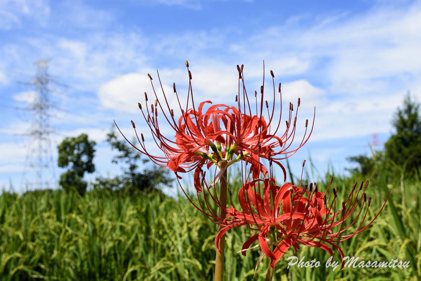 彼岸花と秋の空１