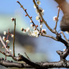 大阪城公園　梅３