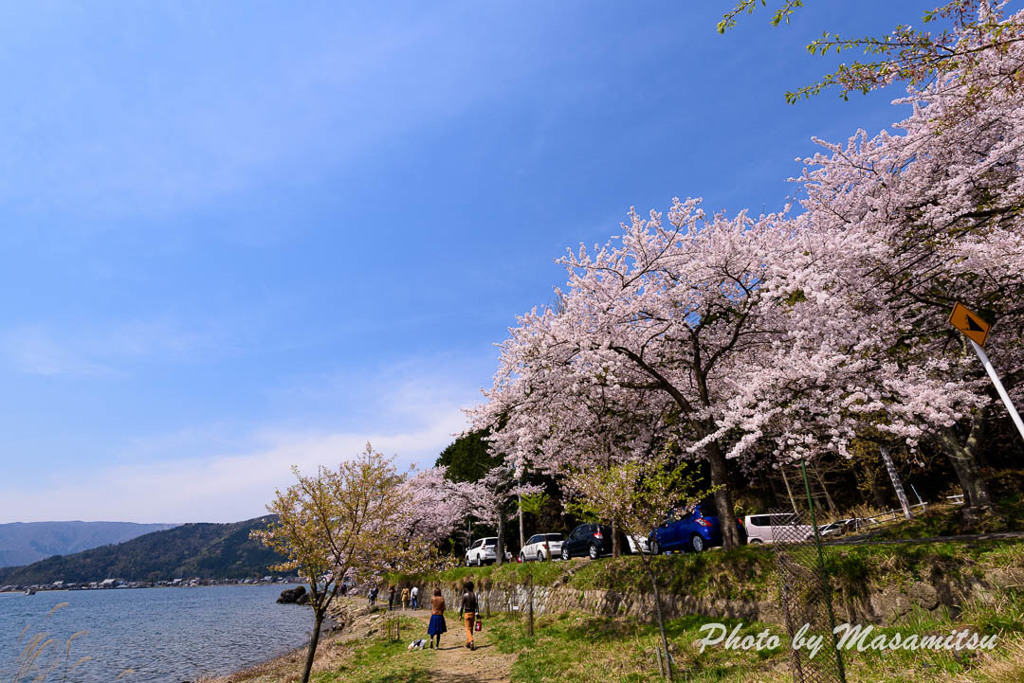 海津大崎の桜２