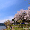 海津大崎の桜２