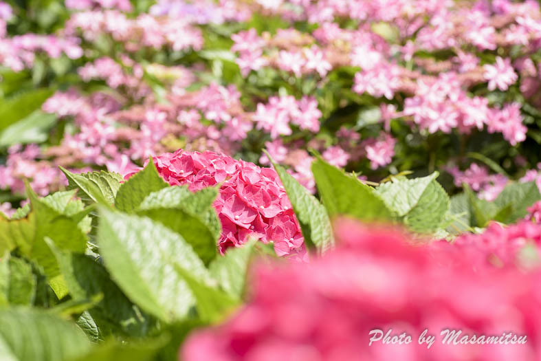 三室戸寺　紫陽花１