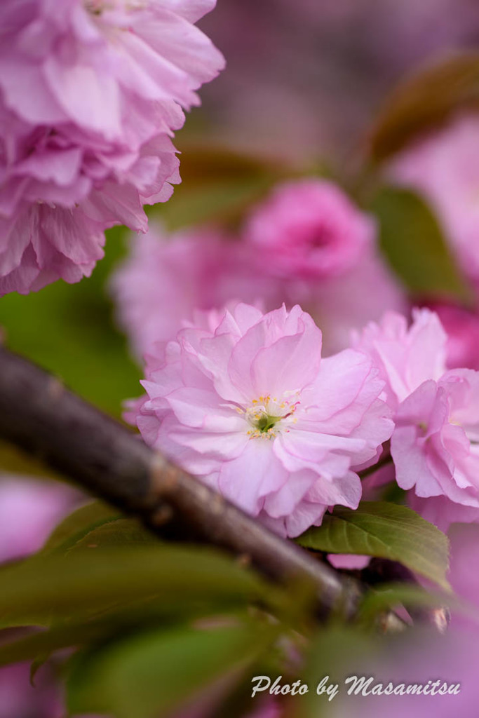 八重桜１