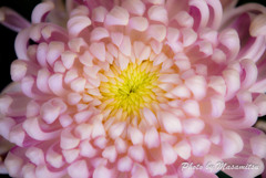 大輪の菊