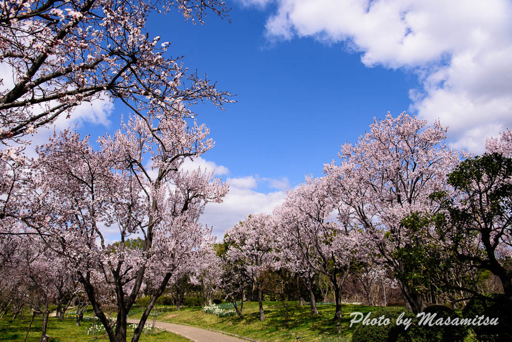 山田池公園の春