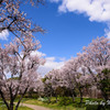 山田池公園の春