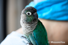 ウロコインコのりんちゃん４