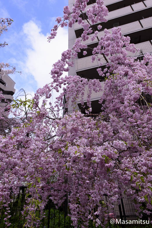 しだれ桜　３