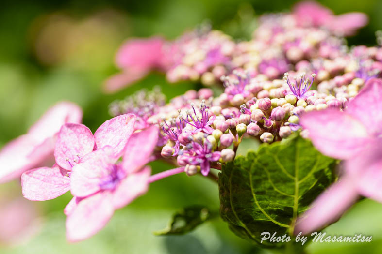 三室戸寺　紫陽花５