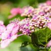 三室戸寺　紫陽花５