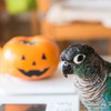 ハロウィンのりんちゃん