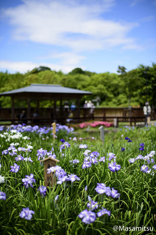 菖蒲園