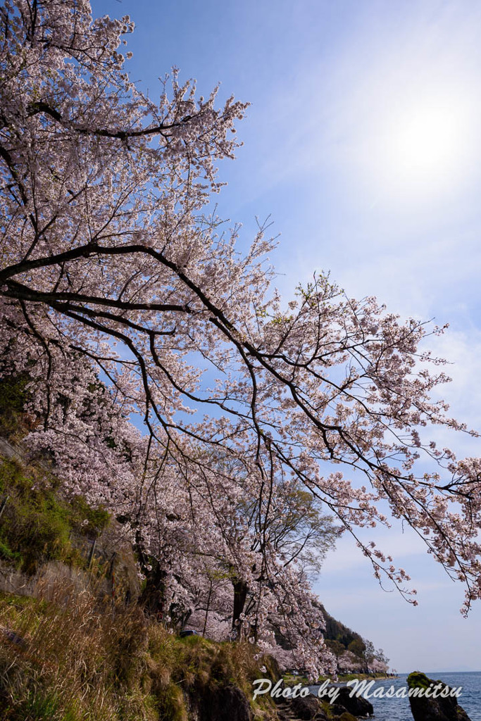 海津大崎の桜４