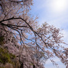 海津大崎の桜４