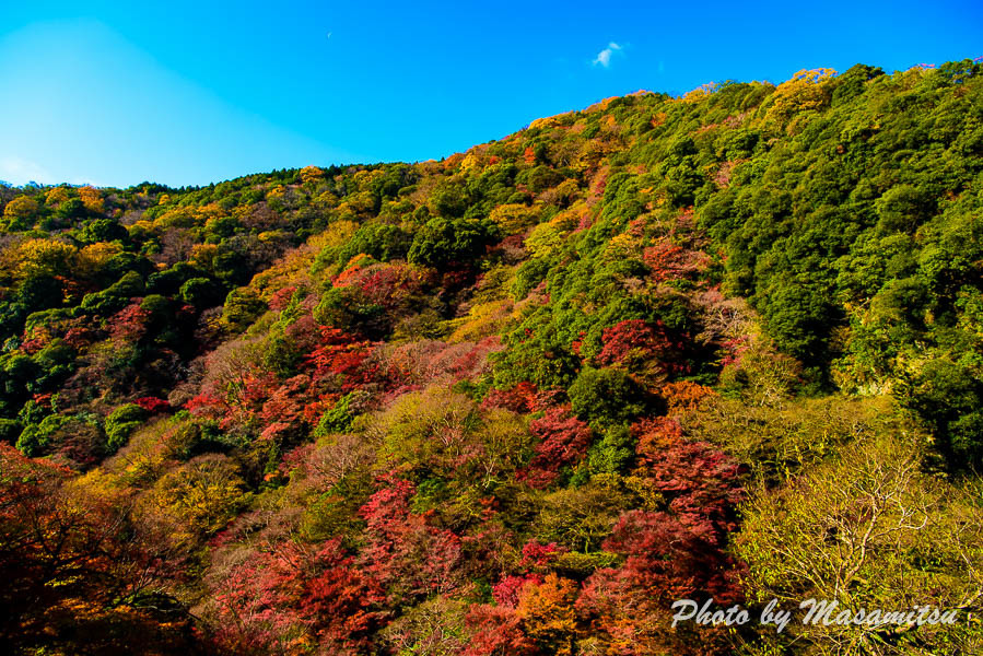 箕面の紅葉３