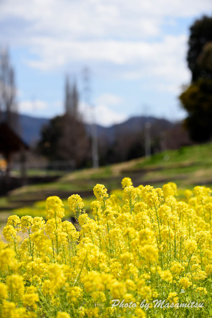 山田池公園　菜の花