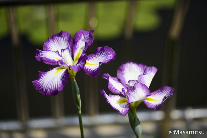 花菖蒲