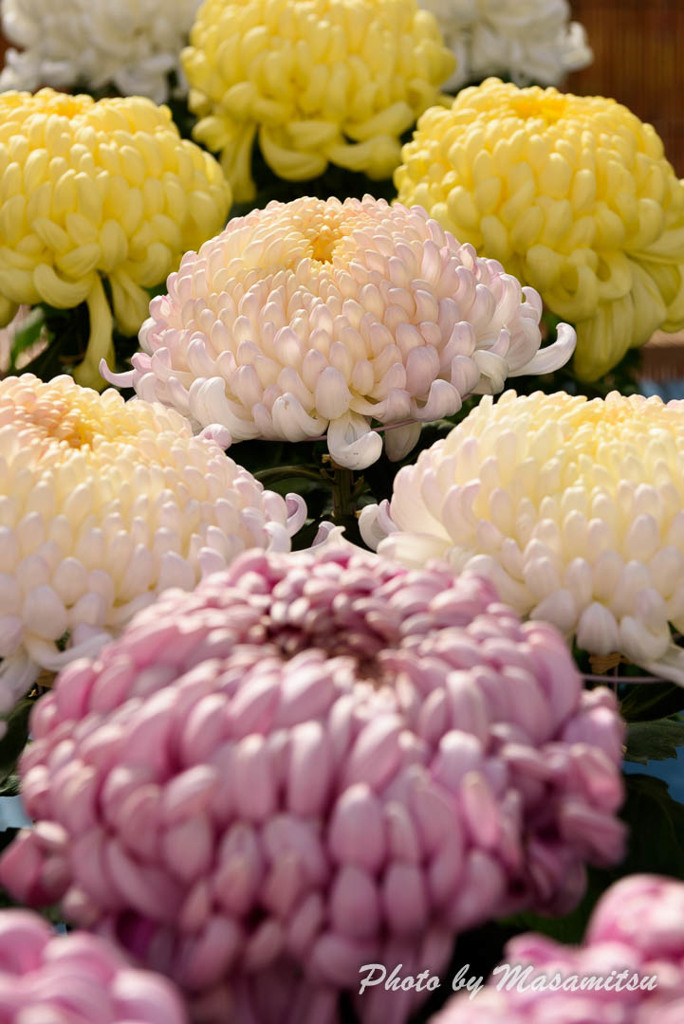 大菊
