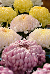 大菊