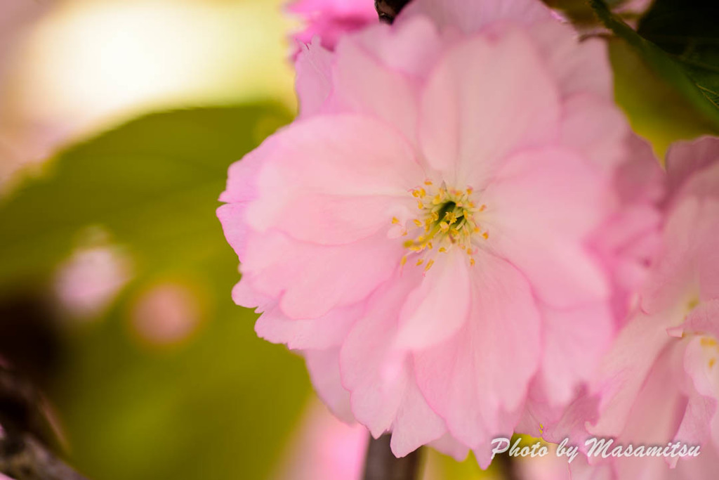 八重桜３