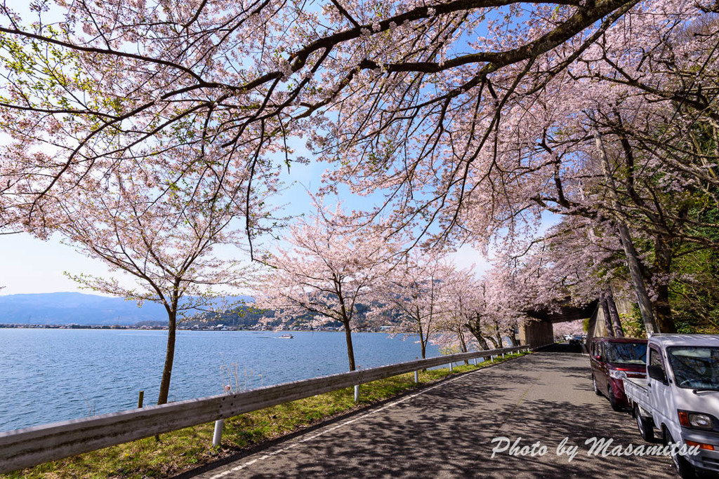 海津大崎の桜５