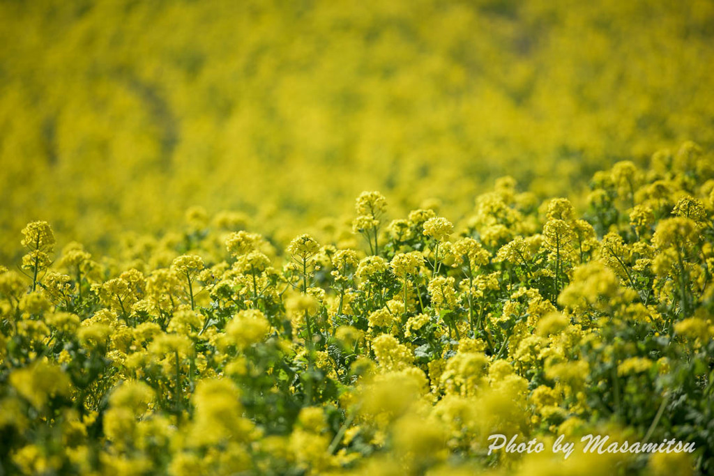 あわじ花さじき　菜の花２