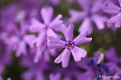 芝桜