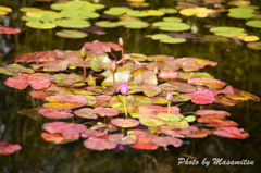 水面の紅葉