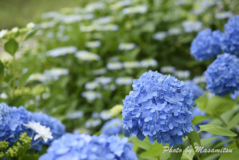 とっとり花回廊　紫陽花５