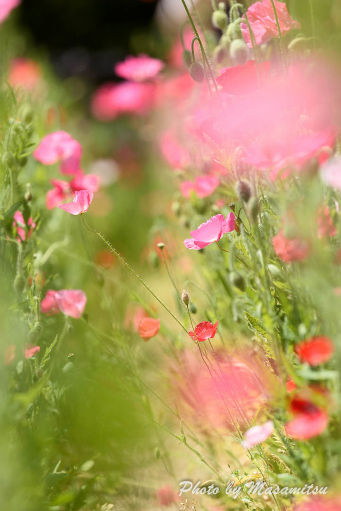 ＧＷの花畑