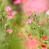 ＧＷの花畑