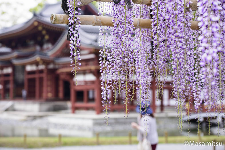 平等院　藤３