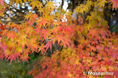 近所の紅葉１