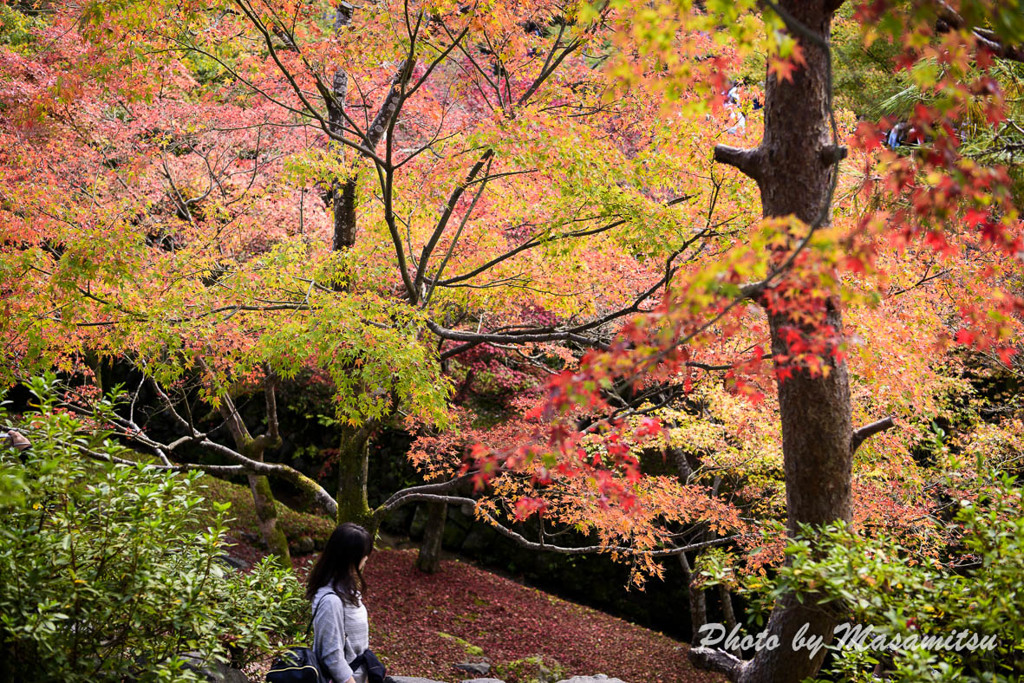 東福寺　紅葉２