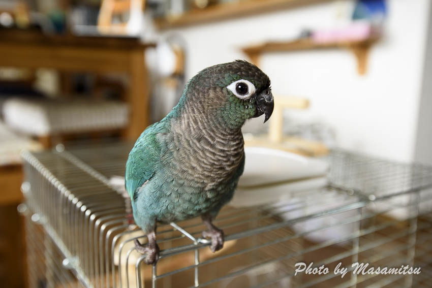 ウロコインコのりんちゃん　久しぶりの投稿１