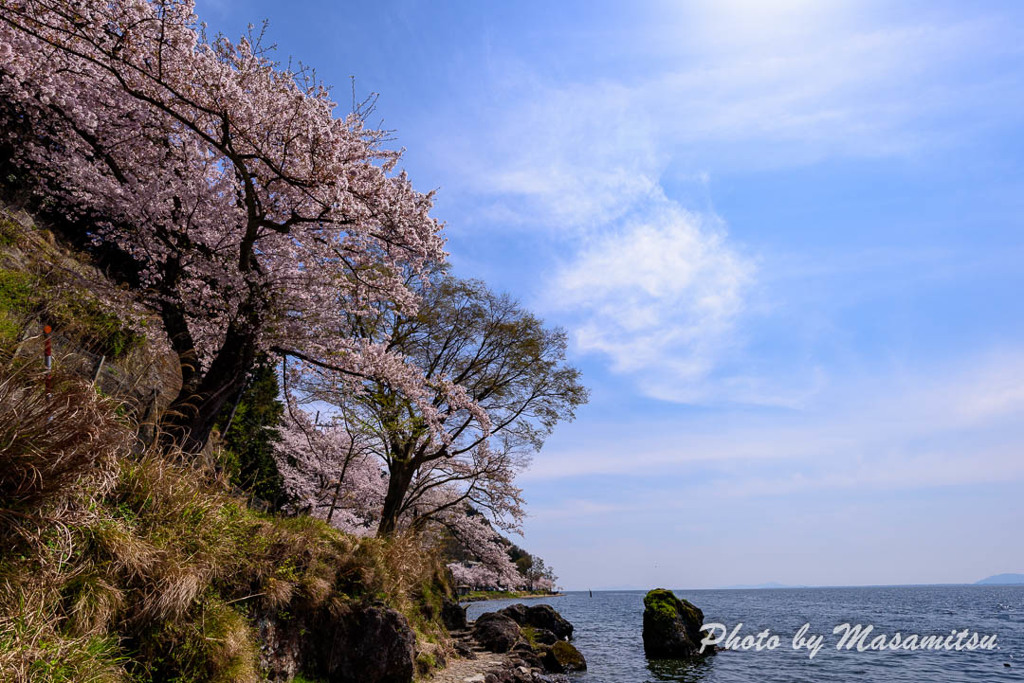 海津大崎の桜３