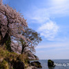 海津大崎の桜３