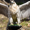 チョウゲンボウかな