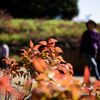 馬見丘陵公園　冬の足音