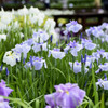 花菖蒲　１６
