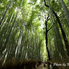 嵐山　竹林