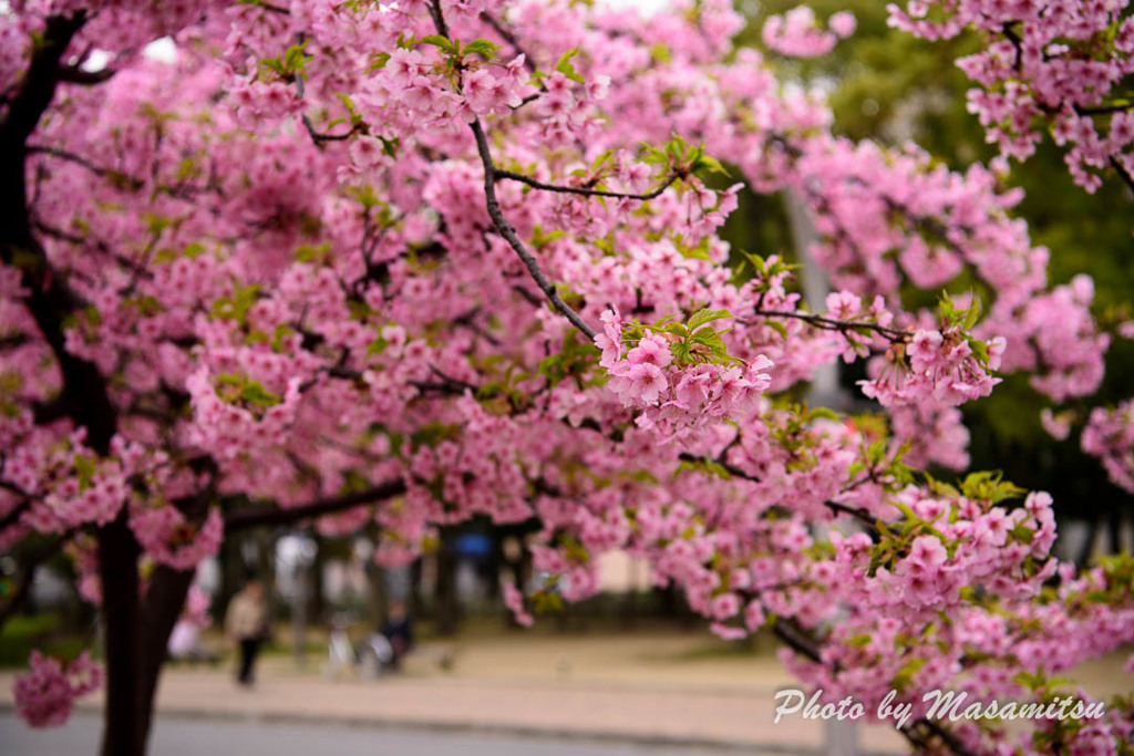 長居公園　河津桜１