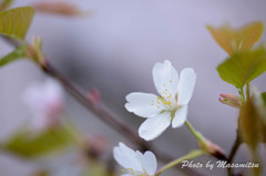 遅咲きの桜