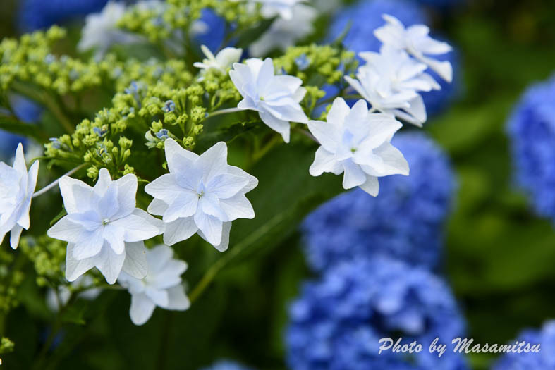 とっとり花回廊　紫陽花３