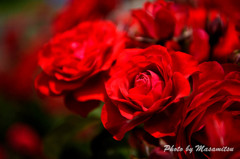 Red Rose２