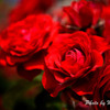 Red Rose２